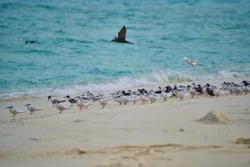 Seagulls on a desert island in Maldives