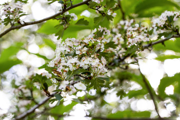 White Flower