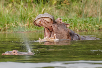 Fototapeta na wymiar The common hippo (Hippopotamus amphibius) opening his big mouth, Murchison Falls National Park, Uganda.