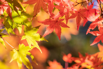 Naklejka na ściany i meble 紅葉の葉、緑の森を背景に赤く色づき始めた秋