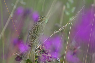 Grauammer bei der Fütterung	