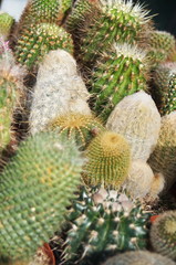 Various types of succulents in a garden