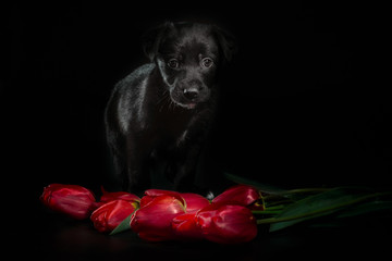 black puppy on a dark background with tulip flowers