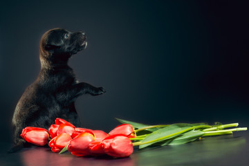 black puppy on a dark background with tulip flowers