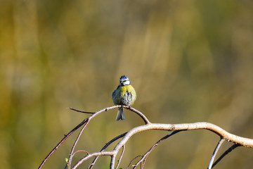 Mésange