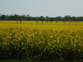 Lonely trees on the field of yellow rapeseed