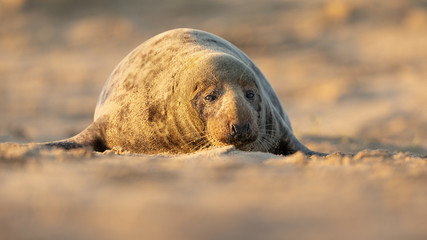 Adult Grey seal lying on a beach in Norfolk UK