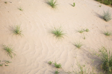 sand desert grass