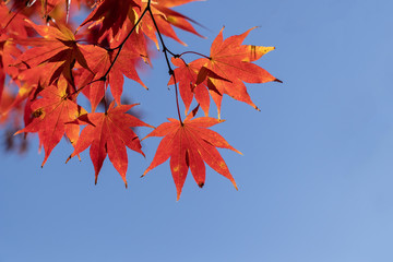 紅葉の葉、真っ青な空を背景に真っ赤に染まる