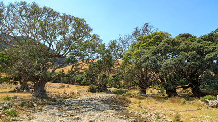 Fototapeta na wymiar An almost dry, stony creek bed surrounded by trees on a sheep farm in the remote far north of the Coromandel Peninsula, New Zealand