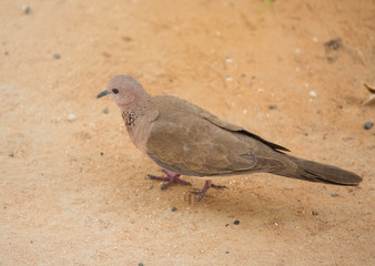 Wild dove on the ground, brown bird.
