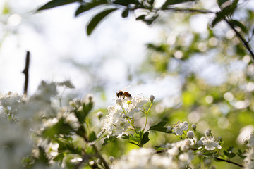 Bee