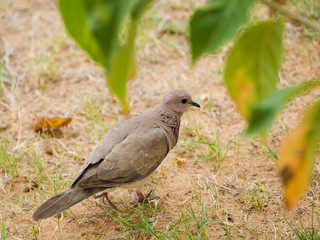 Wild dove on the ground, brown bird.