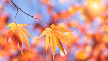 真っ青な空を背景に真っ赤に染まったモミジの葉