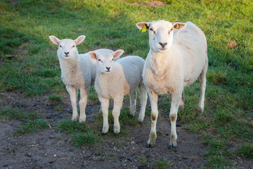 ewe and lambs in green grassy spring meadow
