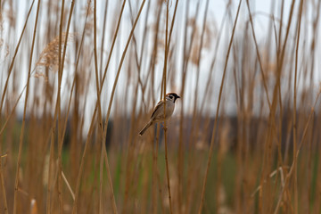 House Sparrow sitting on a dry blade of grass in the reeds on the edge of a pond with beautiful bokeh.