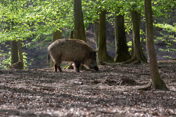 Wild boar - Sus scrofa - grazing in a deciduous forest with beautiful bokeh and light.