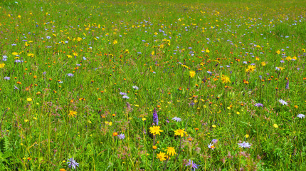 Spring meadow with alpine windflowers and fresh green grass at sunny day