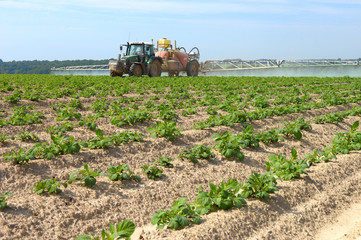 Traitement mildiou sur pomme de terre