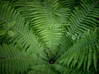 Top view of green fern plant in tropical forest