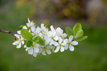 branch of a blossoming fruit tree with white petals in the garden  in spring