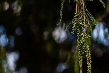 cypress seedless fruits in clusters hanging against dark background. Forest concept