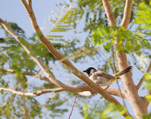 White cheeked bulbul on a thorny tree.