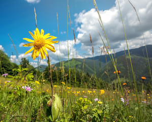 Windflowers on alpine meadow of Carpathian mountains in western Ukraine