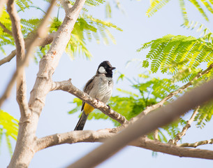 White cheeked bulbul on a thorny tree.