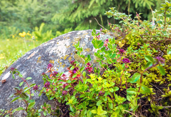 Wild Thyme on rock in natural environment of european Alps