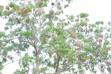 The nature in the spring