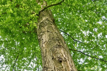 Fototapeta premium Old hornbeam tree with fresh green leaves in spring