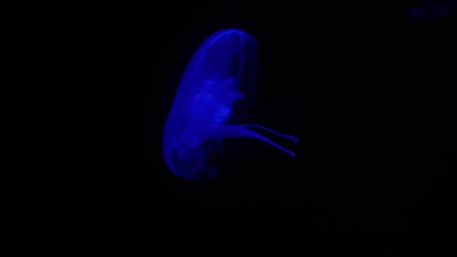 Close up of Jellyfish . Night Background.