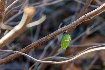 Monarch butterfly chrysalis
