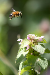 Wild hymenopteran honeybee insect in the process of pollinating a flower