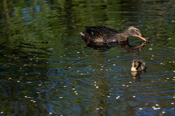 Mallard ducklings swimming on a lake in April sunshine