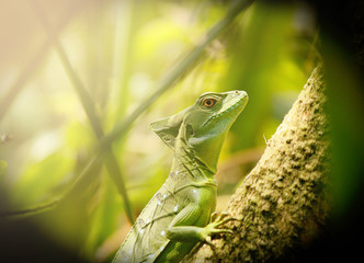 Portrait of a Lizard in a Green Environment