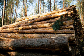 Deforestation - wood logs in daylight