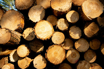 Deforestation - wood logs in daylight
