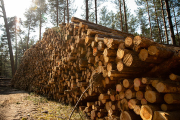 Deforestation - wood logs in daylight