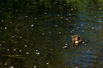 Mallard ducklings swimming on a lake in April sunshine