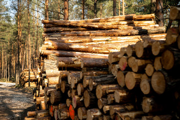 Deforestation - wood logs in daylight
