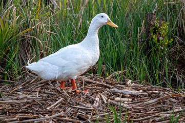 White pekin ducks in long grass at sunrise