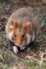 Europäischer Hamster