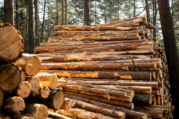 Deforestation - wood logs in daylight