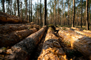 Deforestation - wood logs in daylight