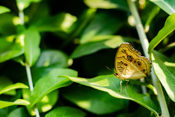 high angle shot of beautiful grayling butterfly sitting on leaf over the blurred green background. fresh concept