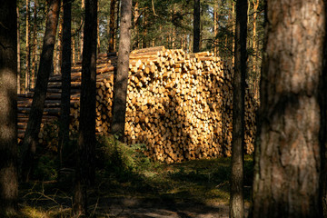 Deforestation - wood logs in daylight