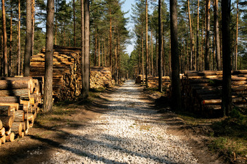 Deforestation - wood logs in daylight