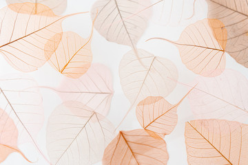 Background floral pattern of dry tree leaves. Levitation effect and pastel colors